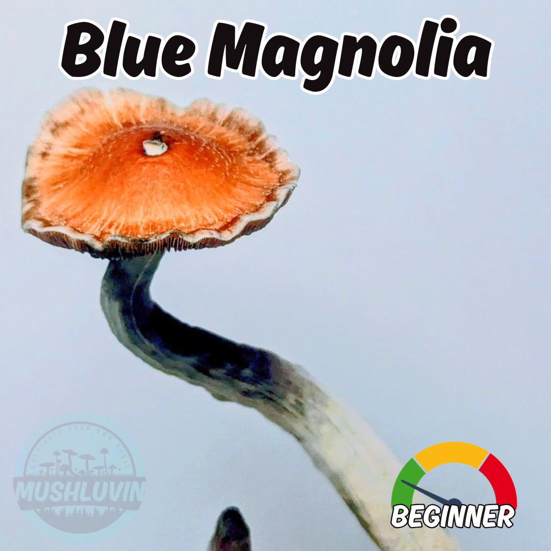 Blue Magnolia Liquid Research Culture