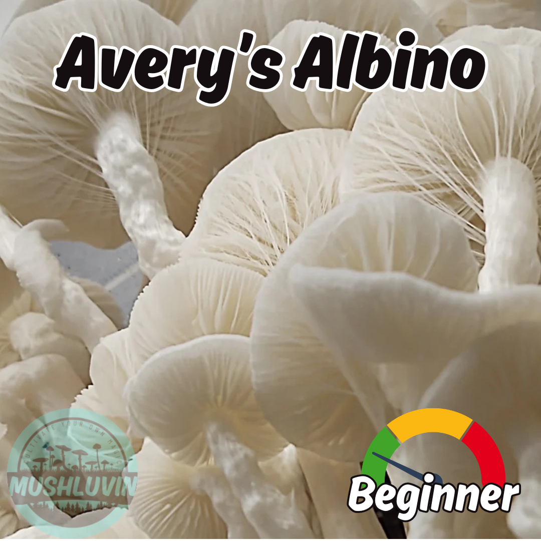 Avery's Albino Liquid Research Culture