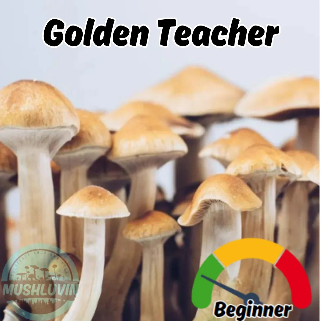 Golden Teacher Liquid Research Culture