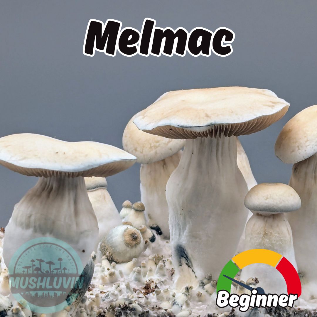 Melmac Liquid Research Culture