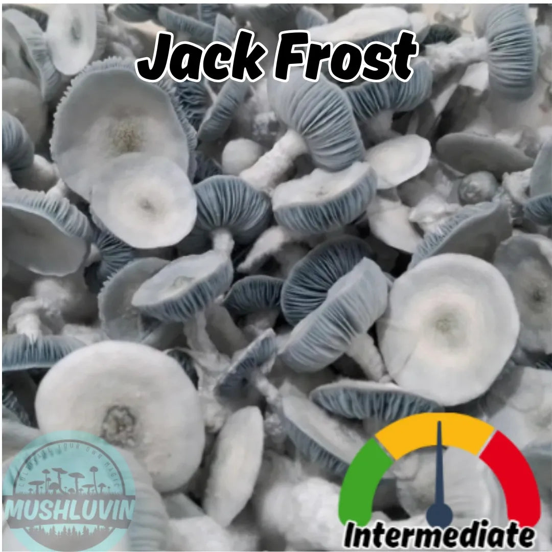 Jack Frost Liquid Research Culture