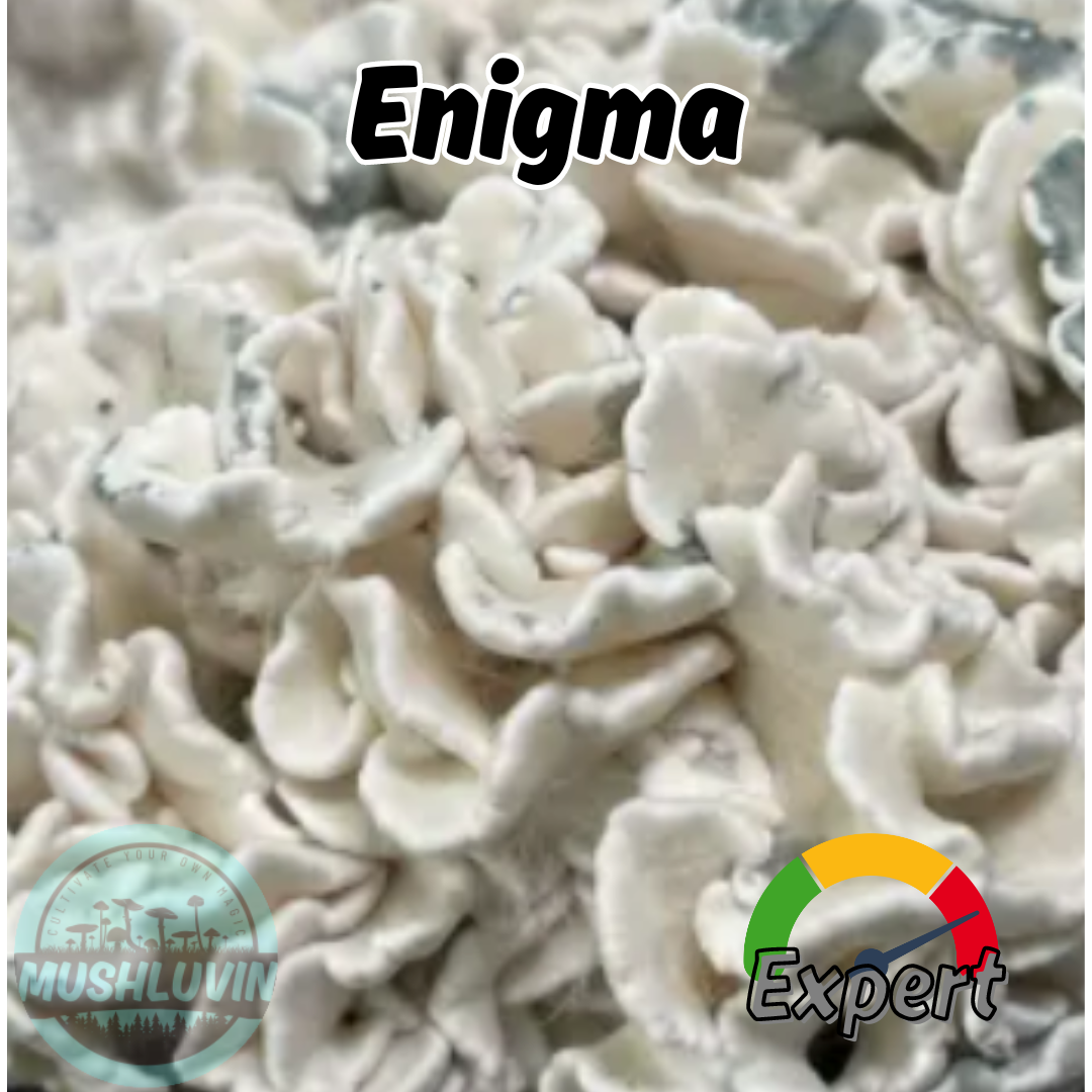 Enigma Liquid Research Culture