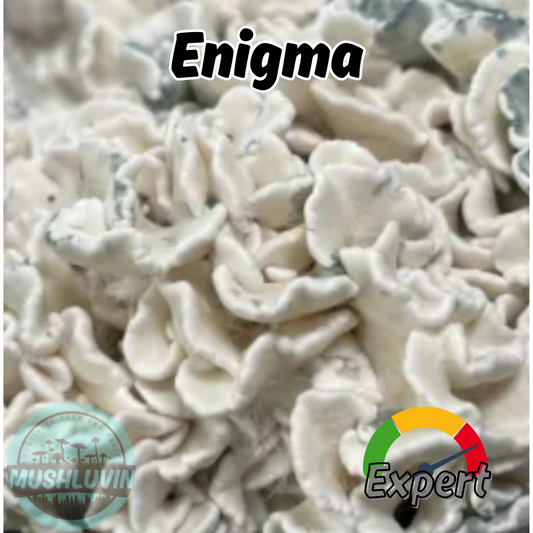 Enigma Liquid Research Culture