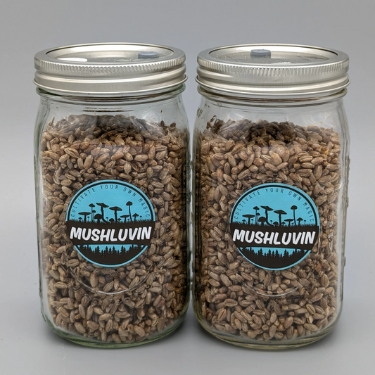 LuvGrain Jars – Sterile Rye Grain Jars (Set of 2, 32oz Ball Jars, 1 lb Each)