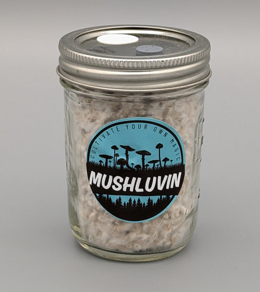 LuvSpawn Micro Research Jar (Single) – Pre-Prepared Research Grain