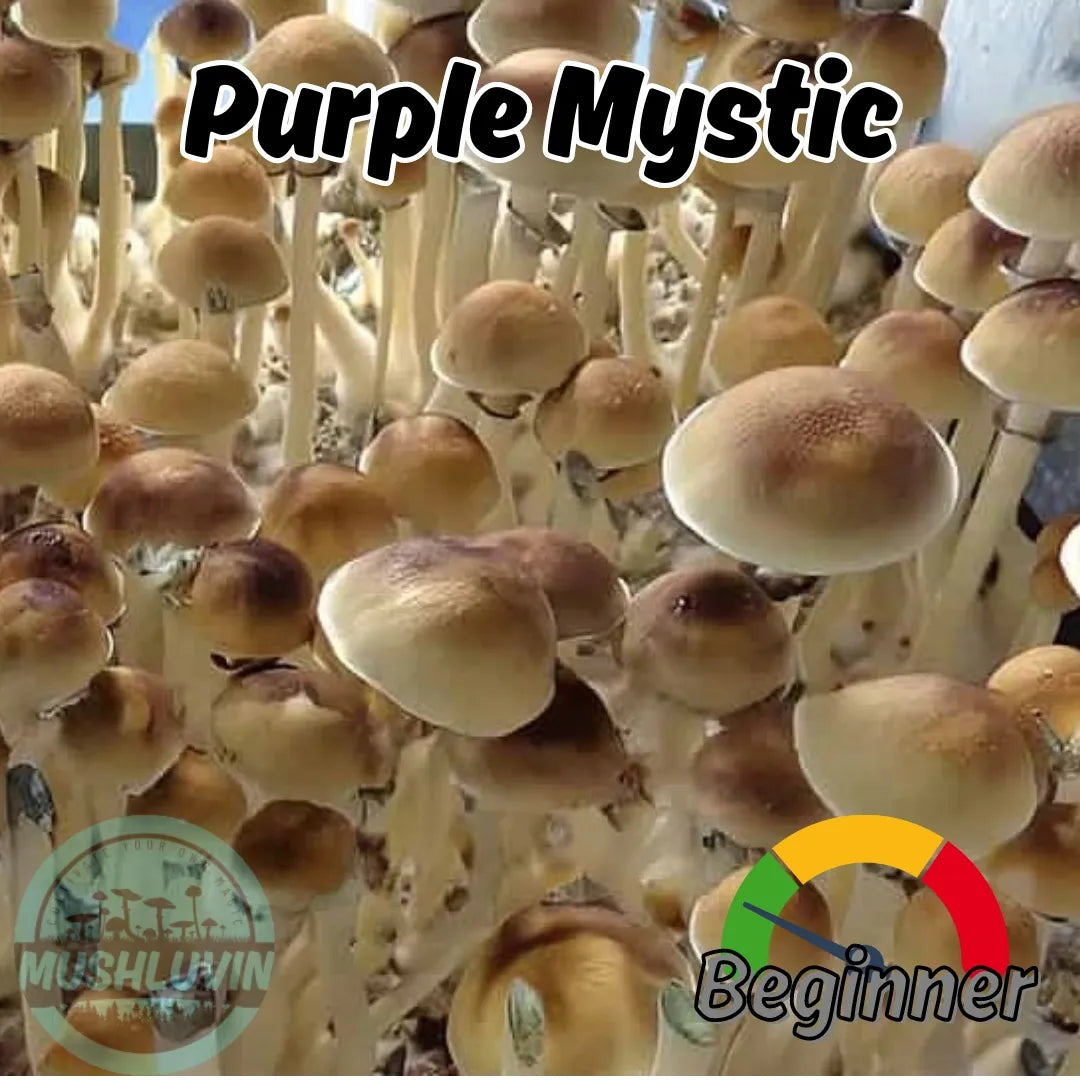 Purple Mystic Liquid Research Culture