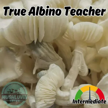 True Albino Teacher Liquid Research Culture